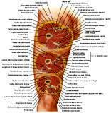 Anatomie: heup,bovenbeen,knie,onderbeen,enkel,voet,acetabulum,collum femoris,trachanter,femur,epicondyl,meniscus,kruisband,cruciate ligament,patella,knieschijf,tibia,fibula,malleolus,talus,calcaneus,tarsus,metatarsus,phalanx,falanx,quadriceps femoris,rectus femoris,sartorius,tensor fasciae latae,tractus iliotibialis,biceps femoris,gastrocnemius,semimembranosus,semitendinosus,soleus,suralis,vena saphena parva,vena saphena magna,sciatic,ischiadicus,peronea